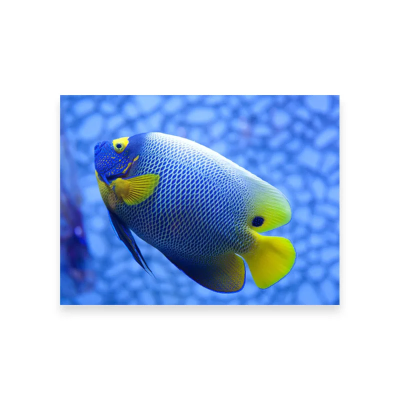 vibrant tropical landscape paintings-Blue and Yellow Tropical Fish