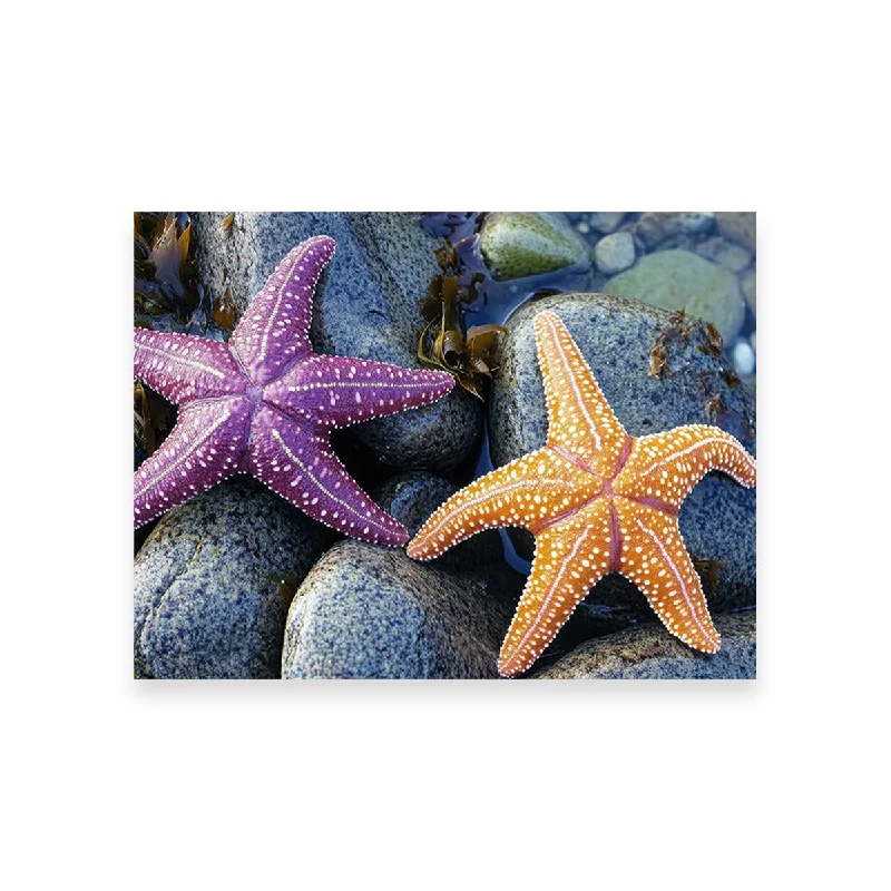 geometric large nature-inspired paintings-Colorful Starfishes