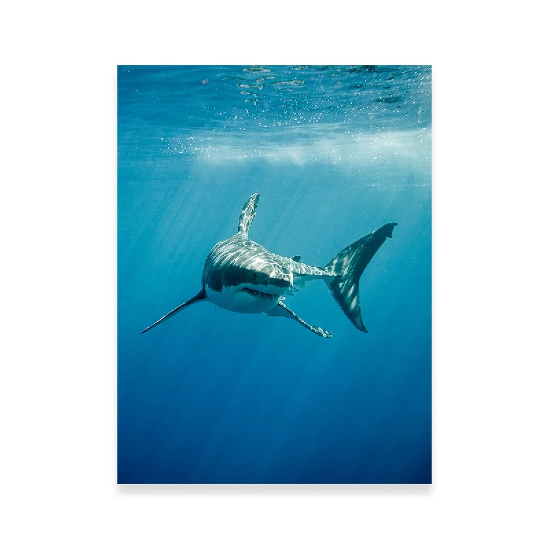 abstract coastal cityscape wall paintings-Great White Shark Swimming