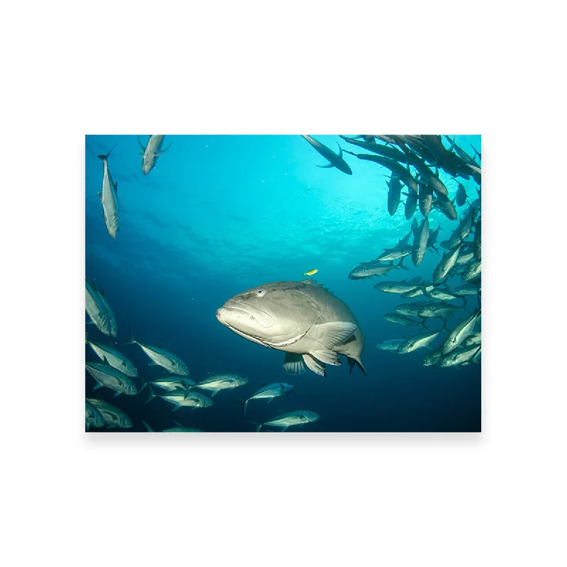 tropical botanical abstract wall paintings-Grouper - Sea of Cortez