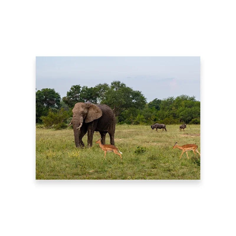 vibrant nature abstract wall art-Kruger National Park