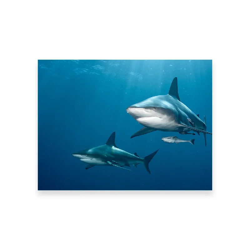 vintage nature geometric canvas paintings-Shark Pair